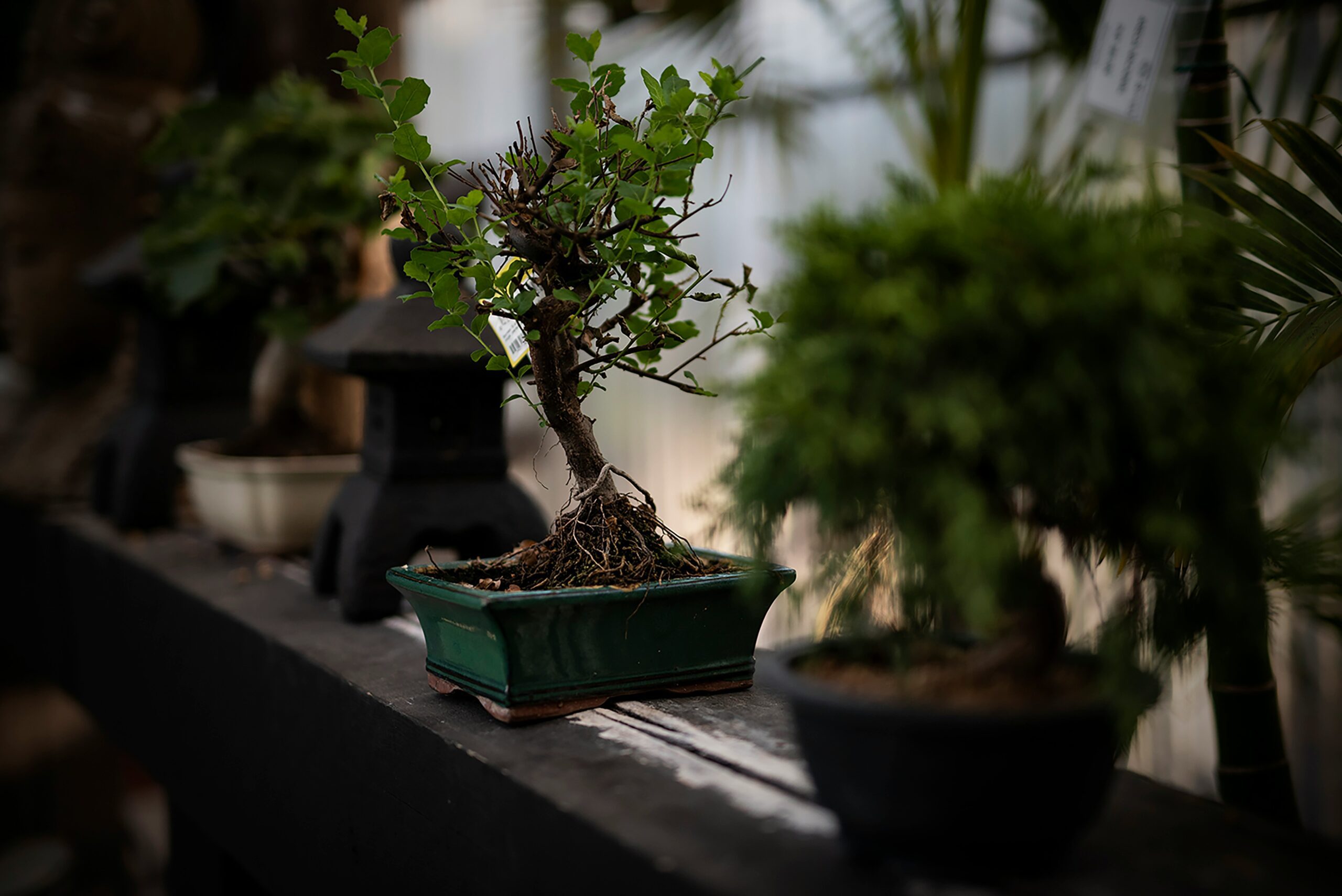 a bonsai tree in a pot on a table